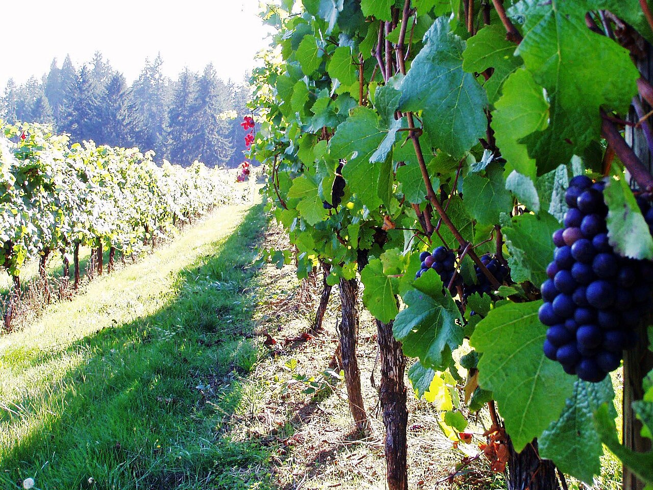 Clusters of ripe dark grapes hanging heavy on a leafy vine.