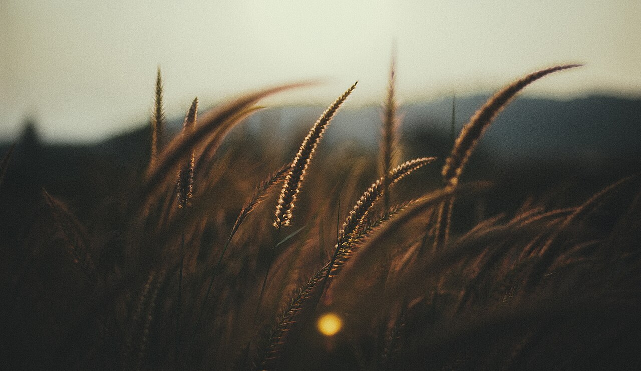 Golden ears of ripe wheat glowing in low evening light.